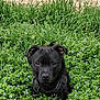 dog, black_dog, puppy, harness, grass, small_flowers, groundcover, stone_wall, outdoor, closeup, portrait, greenery, nature, sitting, ears, eyes, nose, cute, calm, texture