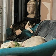 Hope participe au concours pour gagner de l'argent avec cette photo : cat, cats, pet, sleeping, lounging, tabby, white_cat, animal, indoor, chair, turquoise, cushion, blanket, buddha_statue, shelf, home_decor, relaxed, resting, cozy, portrait
