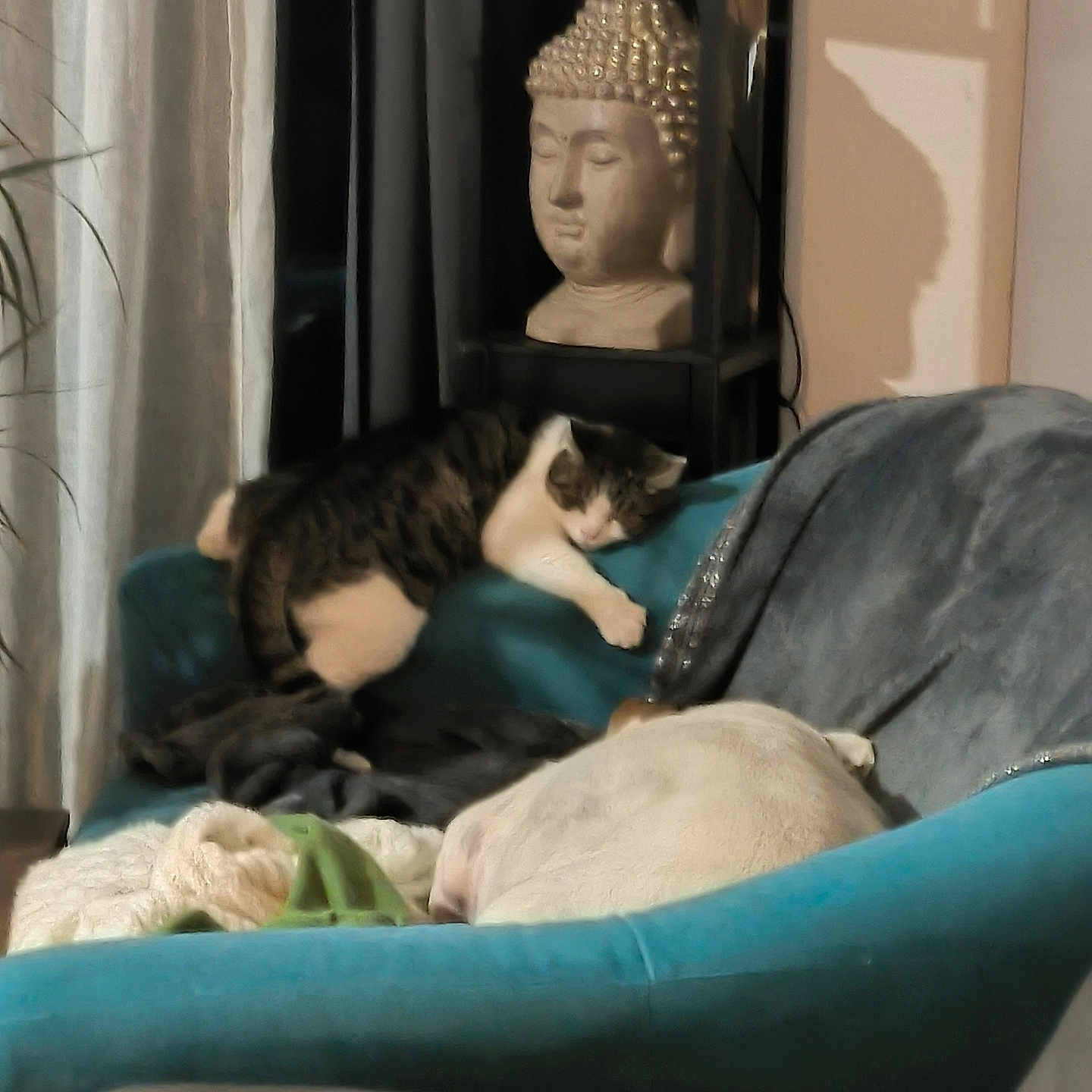 Hope participe au concours pour gagner de l'argent avec cette photo : cat, cats, pet, sleeping, lounging, tabby, white_cat, animal, indoor, chair, turquoise, cushion, blanket, buddha_statue, shelf, home_decor, relaxed, resting, cozy, portrait