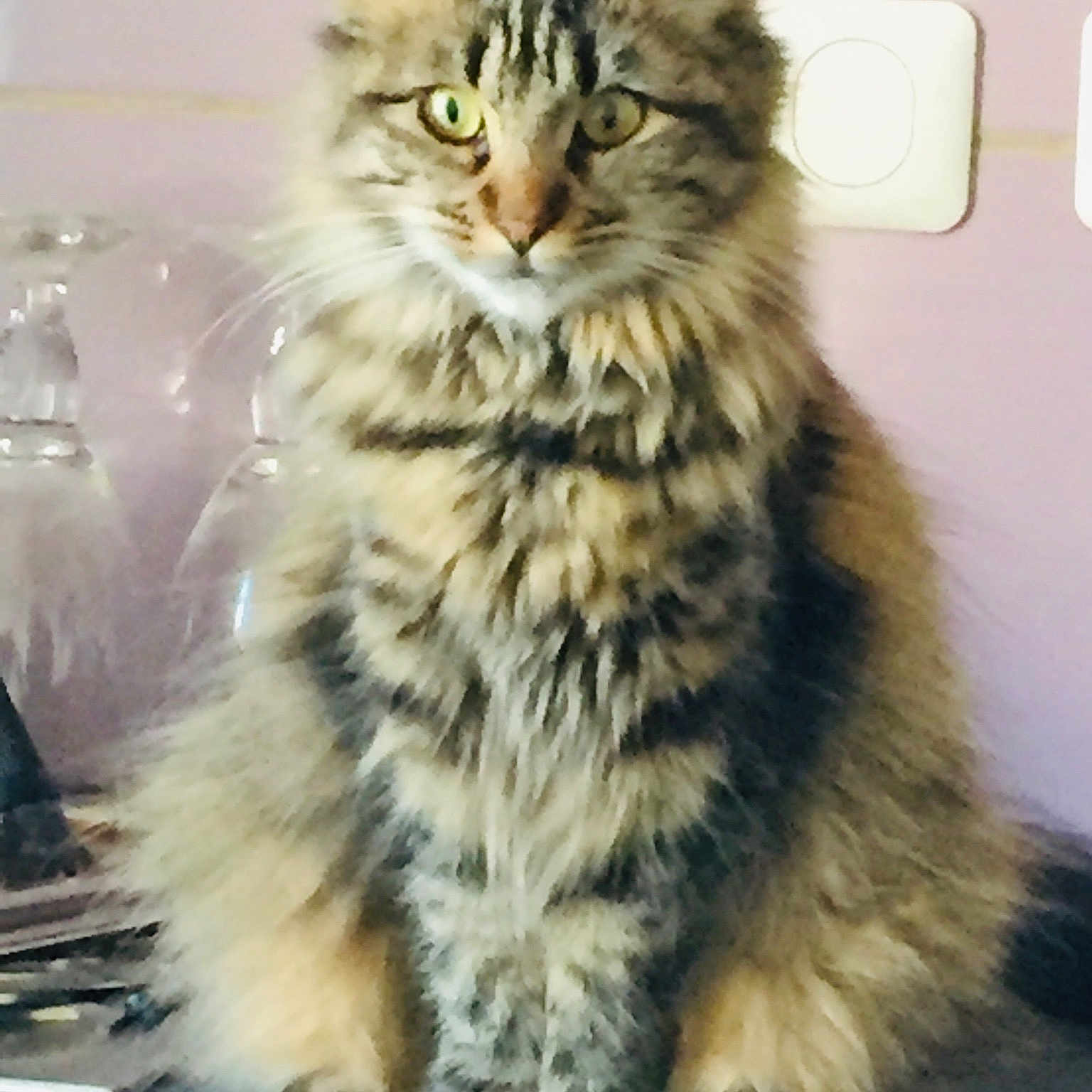 Chipie a rejoint le concours — aidez-le/la à gagner de superbes lots ! american_bobtail, american_curl, asian_semi_longhair, british_semi_longhair, carnivore, cat, cymric, domestic_long_haired_cat, felidae, kitten, maine_coon, mammal, norwegian_forest_cat, pixie_bob, ragamuffin, siberian, small_to_medium_sized_cats, tabby_cat, vertebrate, whiskers