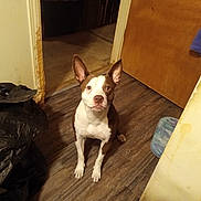 Dixie Orion Mcgonaga is registered to the contest to win money with this photo: alert, animal, black_bags, brown_and_white, canine, dog, flash_photography, home, indoors, looking_at_camera, open_doorway, pet, pointy_ears, portrait, sitting, upright, wide_eyed, wooden_door, wooden_floor, yellow_counter