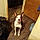Dixie Orion Mcgonaga