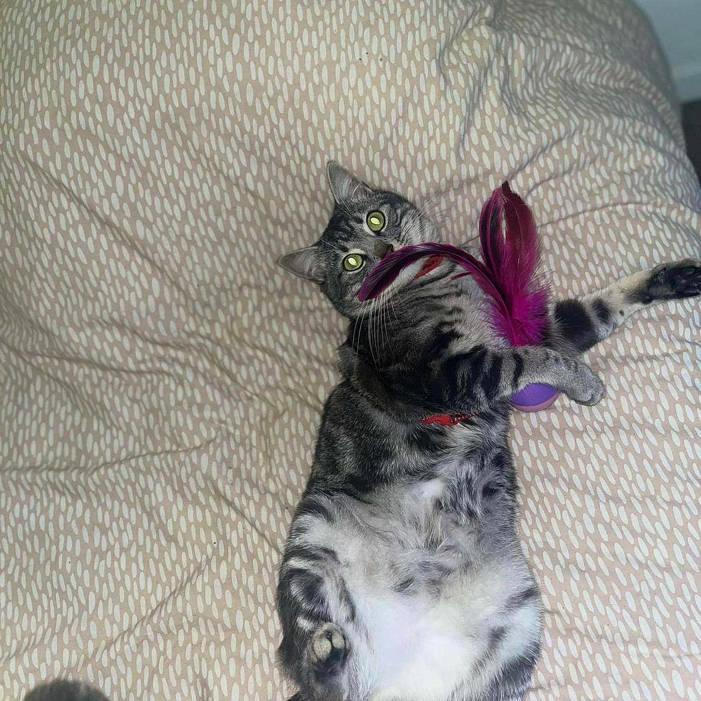 Gribouille participe au concours pour gagner de l'argent avec cette photo : animal, bed, bedroom, blanket, cat, couch, cushion, face, furniture, head, homedecor, indoors, kitten, person, pet, pillow, purple, quilt, room, sleeping