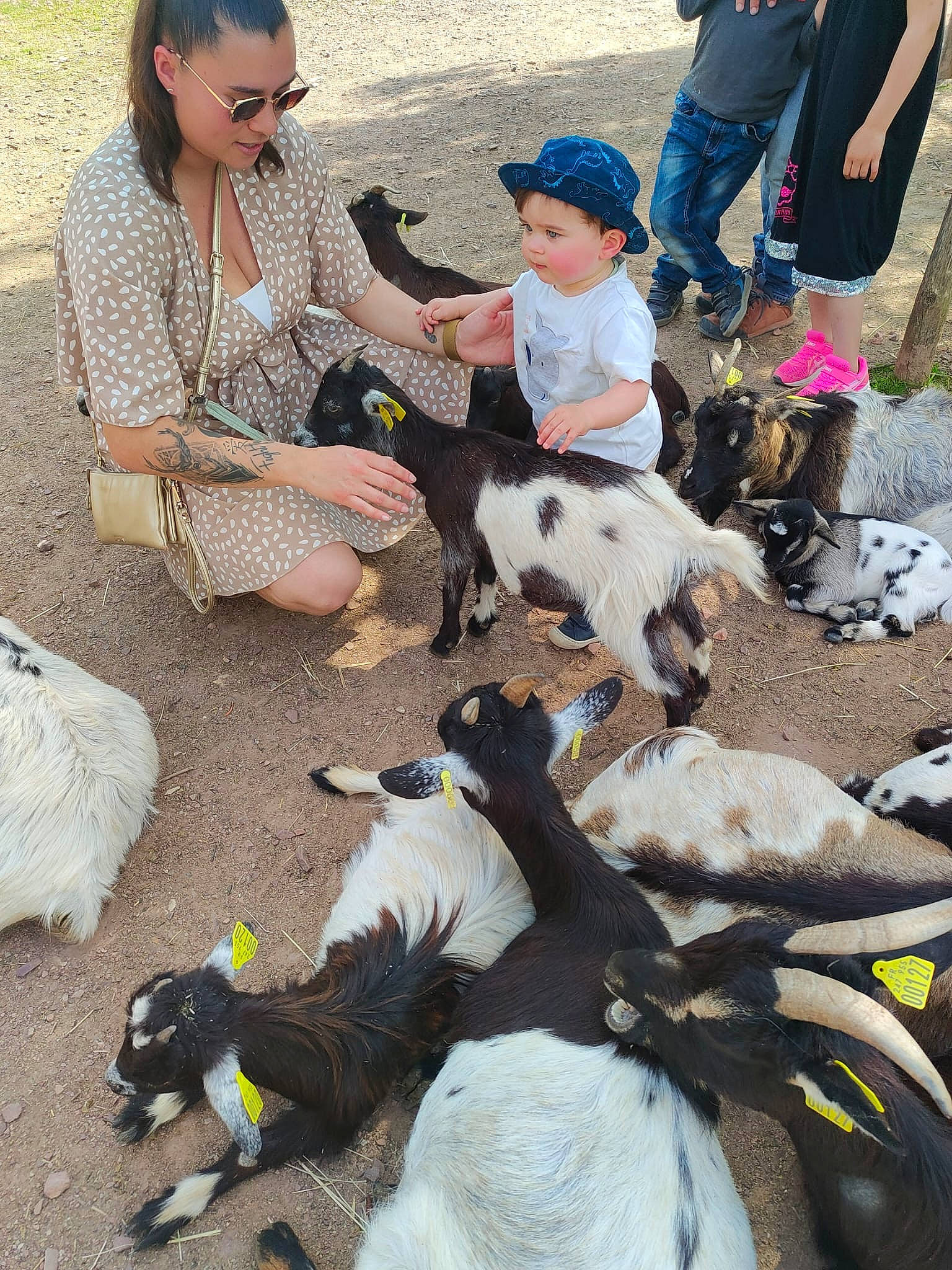 Arthur a rejoint le concours — aidez-le/la à gagner de superbes lots ! canidae, carnivore, companion_dog, dog, dog_breed, event, eyewear, fun, fur, hat, headwear, leash, mammal, people, person, recreation, shorts, sitting, sporting_group, sunglasses