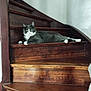 Pomerol a rejoint le concours — aidez-le/la à gagner de superbes lots ! animal, calm, cat, curious, domestic_cat, feline, gray_cat, home_interior, house, indoor, looking_at_camera, pet, quiet, relaxed, resting, single_cat, stairs, white_cat, wood, wooden_stairs