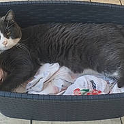 Pomerol participe au concours pour gagner de l'argent avec cette photo : animal, cat, close_up, clothes, cute, domestic_cat, floor, fur, gray_cat, indoor, laundry_basket, paw, pet, relaxed, resting, sleepy, tail, tile_floor, whiskers, white_cat