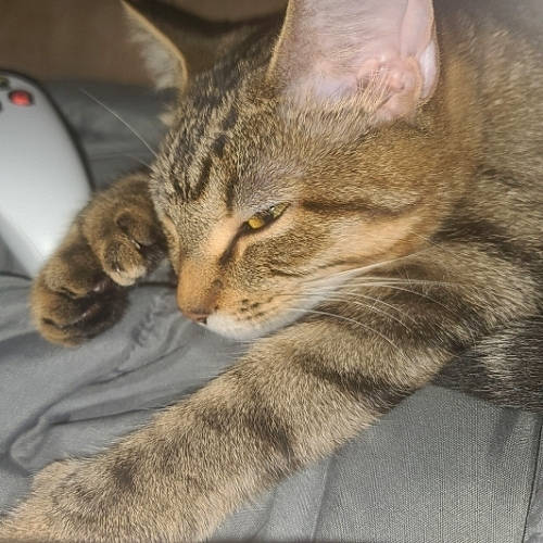 Ivy joined the competition — help win amazing prizes! carnivore, cat, cat_supply, claw, comfort, domestic_short_haired_cat, fawn, felidae, fur, mammal, paw, sitting, small_to_medium_sized_cats, snout, tail, terrestrial_animal, vertebrate, whiskers, wildlife