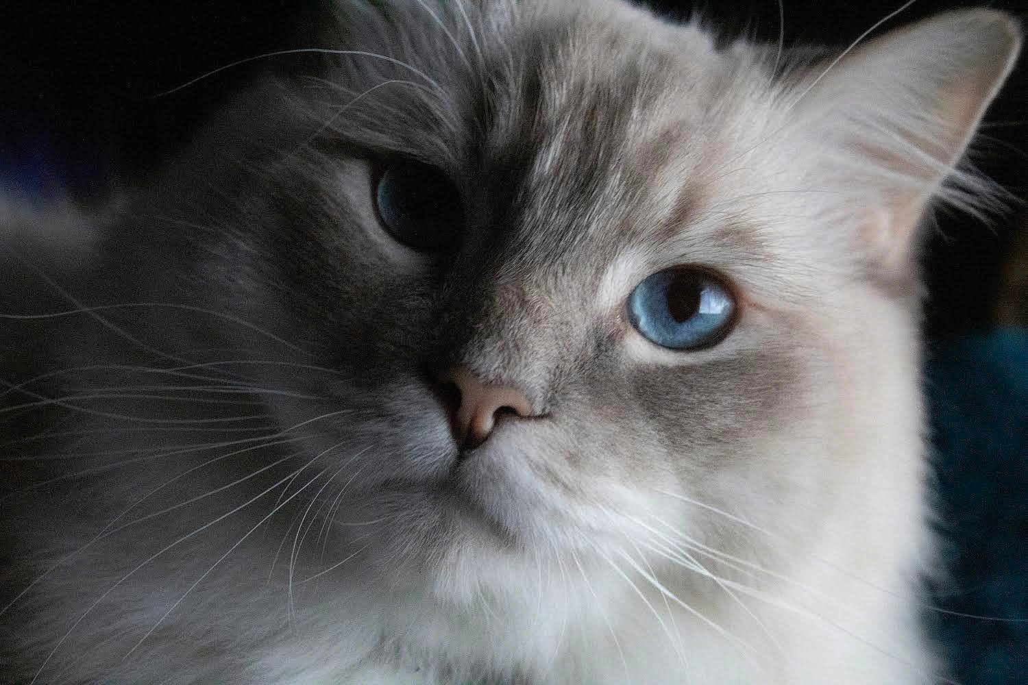 Cooper