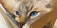 Cooper is registered to the contest to win money with this photo: cat, blue_eyes, fluffy, cardboard_box, pet, feline, cute, domestic_animal, close_up, whiskers, curious, snug, indoor, soft_fur, animal_face, box, brown, white, pink_nose, relaxed
