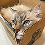 cat, blue_eyes, fluffy, cardboard_box, pet, feline, cute, domestic_animal, close_up, whiskers, curious, snug, indoor, soft_fur, animal_face, box, brown, white, pink_nose, relaxed