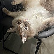 Cooper is registered to the contest to win money with this photo: cat, fluffy, indoor, chair, pet, animal, relaxed, fur, whiskers, ears, curious, upside_down, modern, floor, domestic, cute, cozy, light, portrait, resting