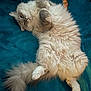 Cooper is registered to the contest to win money with this photo: cat, fluffy, pet, relaxed, lying_down, indoor, teal_blanket, fur, whiskers, paws, tail, cute, sleepy, cozy, animal, mammal, domestic, feline, resting, soft