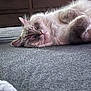 Cooper joined the competition — help win amazing prizes! cat, sleeping, fluffy, bed, gray_bedspread, furniture, indoor, resting, cozy, pet, animal, whiskers, ears, paw, peaceful, soft, domestic_cat, feline, closed_eyes, relaxation