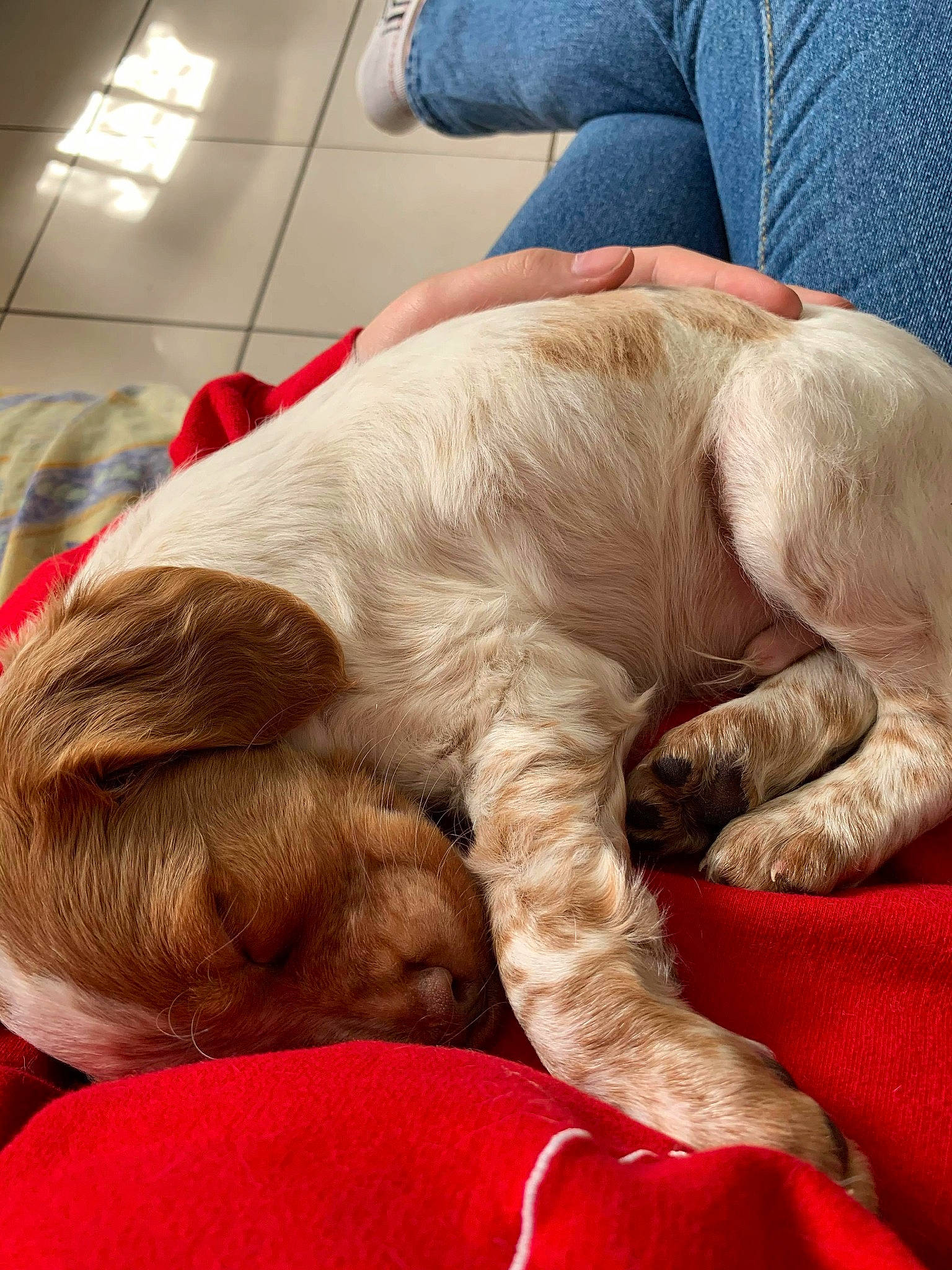 Raven a rejoint le concours — aidez-le/la à gagner de superbes lots ! canidae, carnivore, cat, cocker_spaniel, companion_dog, dog, dog_breed, nap, puppy, sleep, snout, spaniel, spinone_italiano, sporting_group