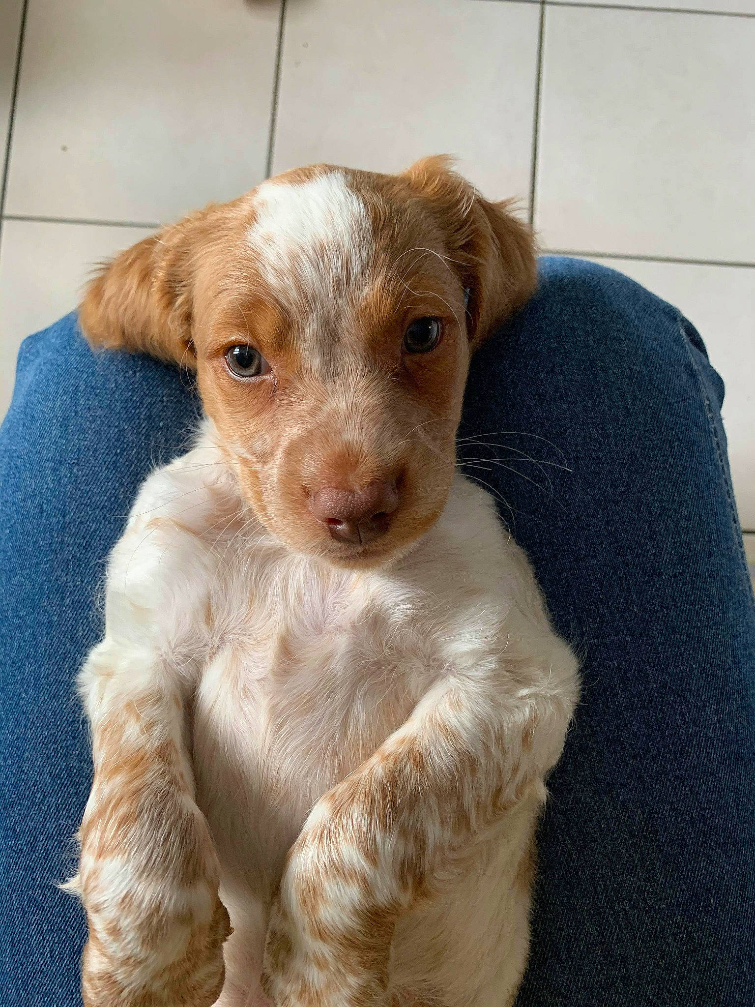 Raven a rejoint le concours — aidez-le/la à gagner de superbes lots ! brittany, canidae, carnivore, companion_dog, dog, dog_breed, ear, fawn, hunting_dog, liver, mammal, puppy, sporting_group, vertebrate