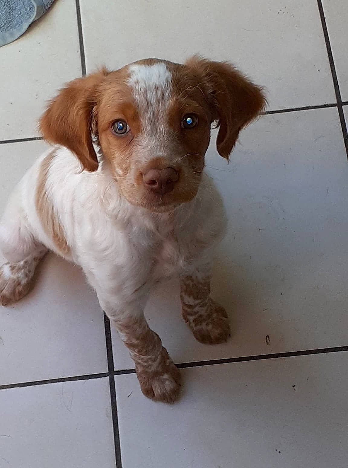 Raven participe au concours pour gagner de l'argent avec cette photo : brittany, canidae, carnivore, companion_dog, dog, dog_breed, fawn, hunting_dog, liver, mammal, rare_breed_dog, spaniel, sporting_group