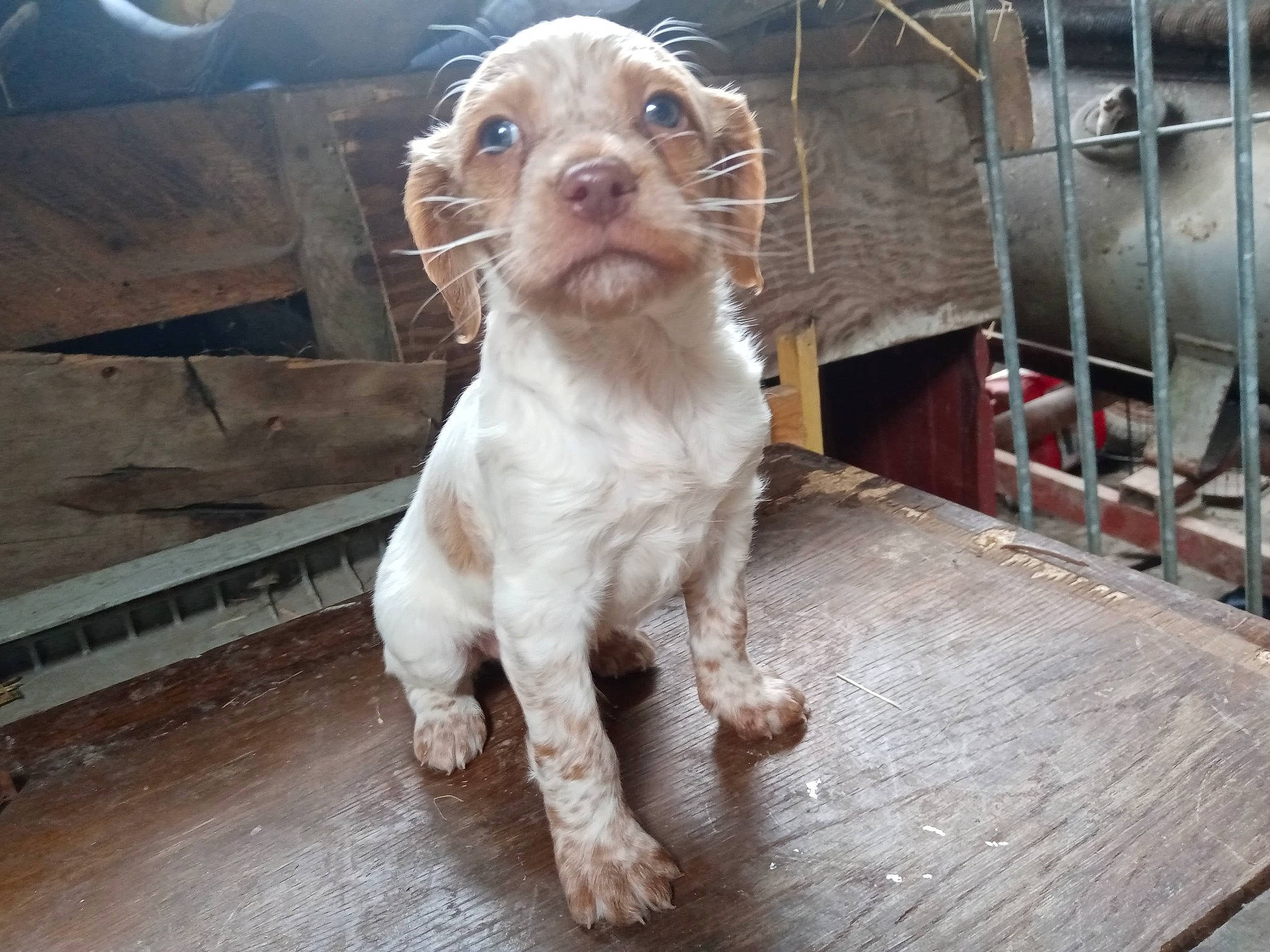 Raven participe au concours pour gagner de l'argent avec cette photo : canidae, carnivore, cocker_spaniel, companion_dog, dog, dog_breed, english_setter, fawn, hunting_dog, liver, mammal, pachon_navarro, puppy, rare_breed_dog, spinone_italiano, sporting_group, vertebrate