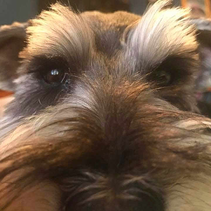 Jett joined the competition — help win amazing prizes! affenpinscher, airedale, animal, ball, canine, dog, face, football, furniture, head, person, pet, plant, pottedplant, puppy, snout, soccer, soccerball, sport, terrier