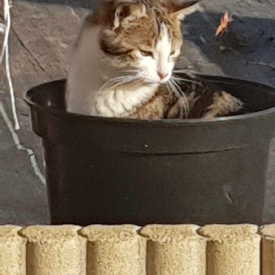 Grosse Tête