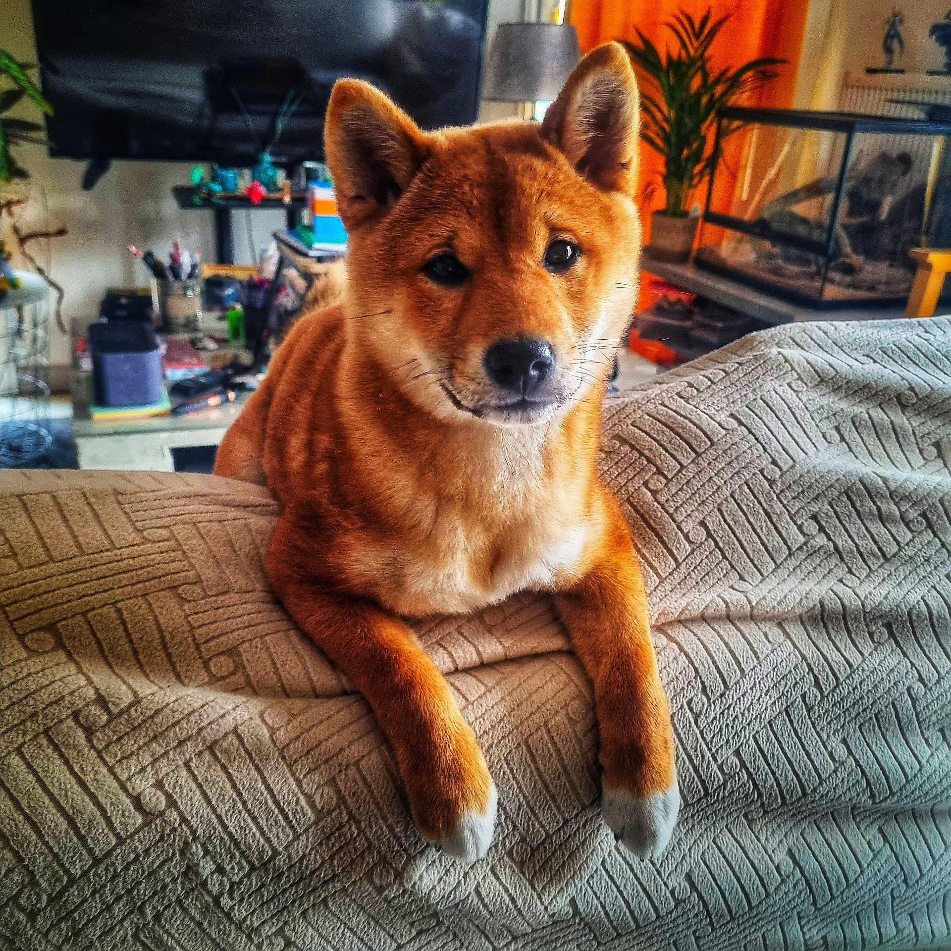 Bassaï a rejoint le concours — aidez-le/la à gagner de superbes lots ! animal, blanket, canine, comfort, cozy, cute, dog, ears, eyes, fur, furniture, home, indoor, living_room, pet, plant, puppy, relaxed, shiba_inu, table