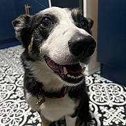 Skylar-Jane joined the competition — help win amazing prizes! dog, smiling, pet, indoor, kitchen, floor, patterned_floor, black_and_white, blue_cabinets, white_oven, collar, canine, fur, tongue, teeth, happy, sitting, close_up, domestic_animal, house