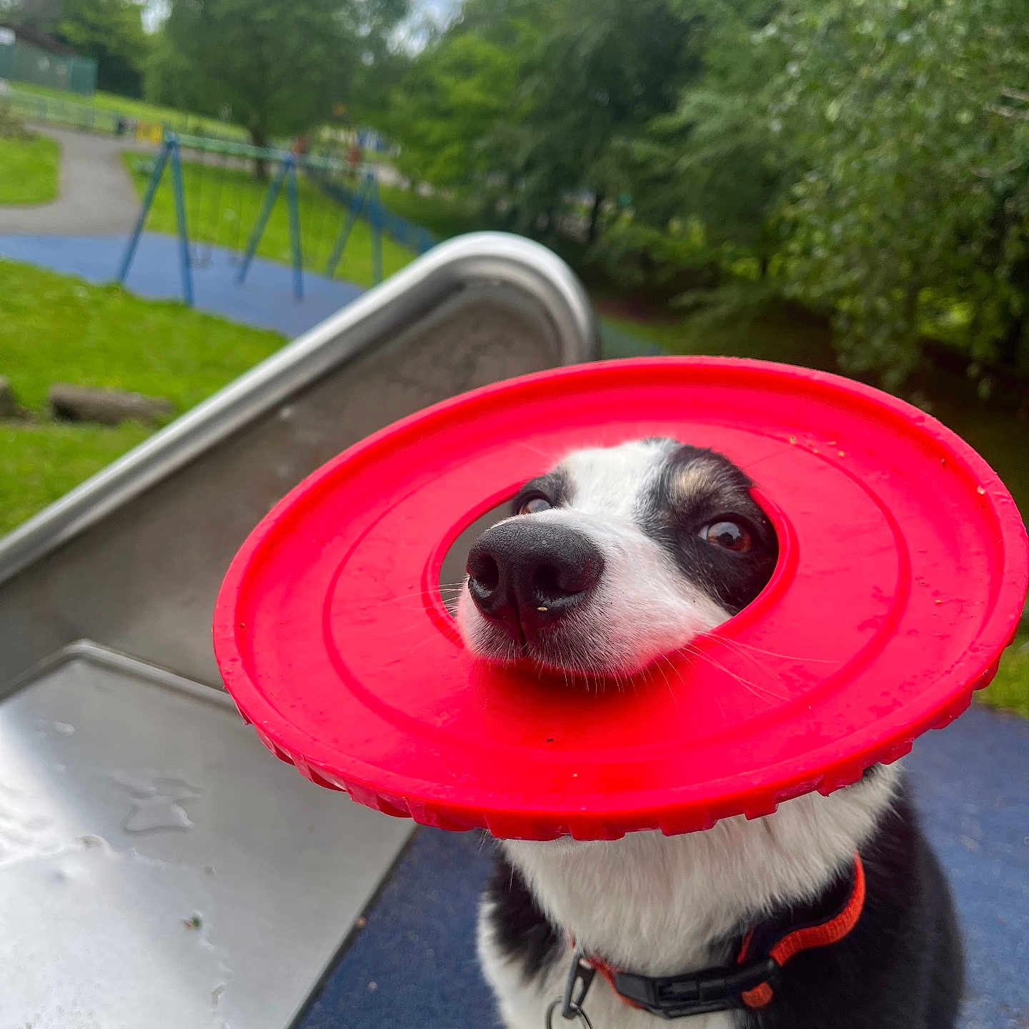 Skylar Jane is registered to the contest to win money with this photo: dog, frisbee, playground, slide, outdoor, pet, black_and_white, collar, leash, grass, trees, toy, cute, animal, park, fun, play, nose, looking_up, summer