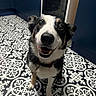 Skylar Jane is registered to the contest to win money with this photo: dog, happy, smiling, pet, indoor, floor_pattern, black_and_white, kitchen, cabinet, blue_cabinet, collar, fur, canine, animal, looking_up, sitting, domestic, friendly, cute, closeup