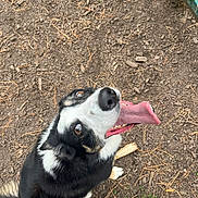 Skylar Jane is registered to the contest to win money with this photo: dog, tongue, black_and_white, outdoor, dirt, pine_needles, rocks, looking_up, pet, canine, fur, happy, sitting, shoes, nose, animal, playful, daylight, ground, nature