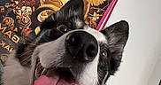 Skylar Jane is registered to the contest to win money with this photo: dog, pet, close_up, smiling, tongue_out, collar, indoor, poster, wall_art, heart_decoration, toy, colorful, happy, canine, fur, black_and_white, playful, room, portrait, cute