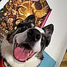 dog, pet, close_up, smiling, tongue_out, collar, indoor, poster, wall_art, heart_decoration, toy, colorful, happy, canine, fur, black_and_white, playful, room, portrait, cute