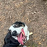 Skylar Jane is registered to the contest to win money with this photo: dog, tongue, happy, excited, outdoor, dirt, ground, shoes, black_and_white, pet, canine, playful, looking_up, fur, animal, nature, casual, person, feet, daytime