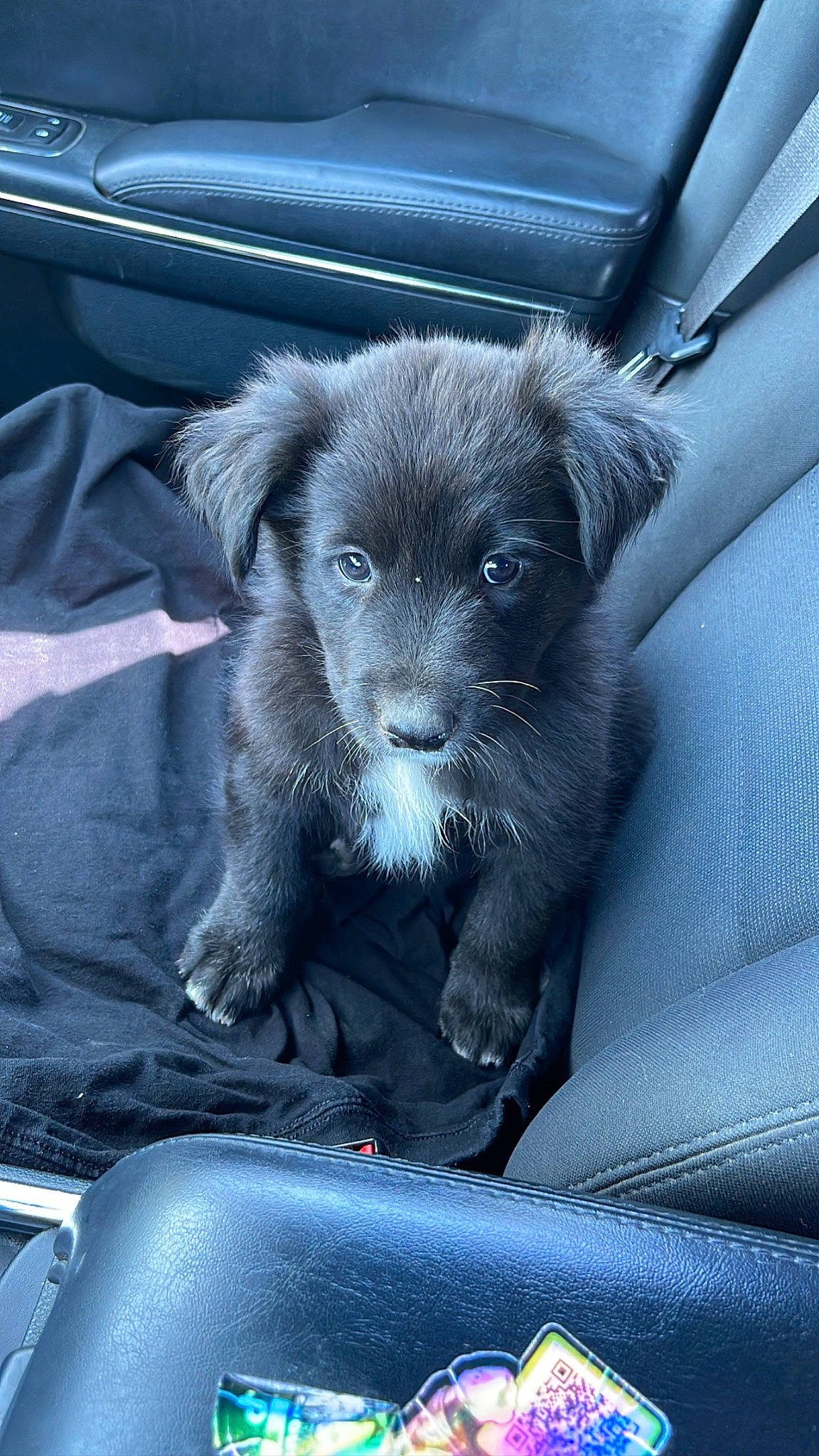 Ace is registered to the contest to win money with this photo: canidae, car_seat, carnivore, comfort, companion_dog, dog, dog_breed, electric_blue, family_car, fur, hood, motor_vehicle, personal_luxury_car, snout, sporting_group, terrestrial_animal, tints_and_shades, whiskers, windshield, working_animal