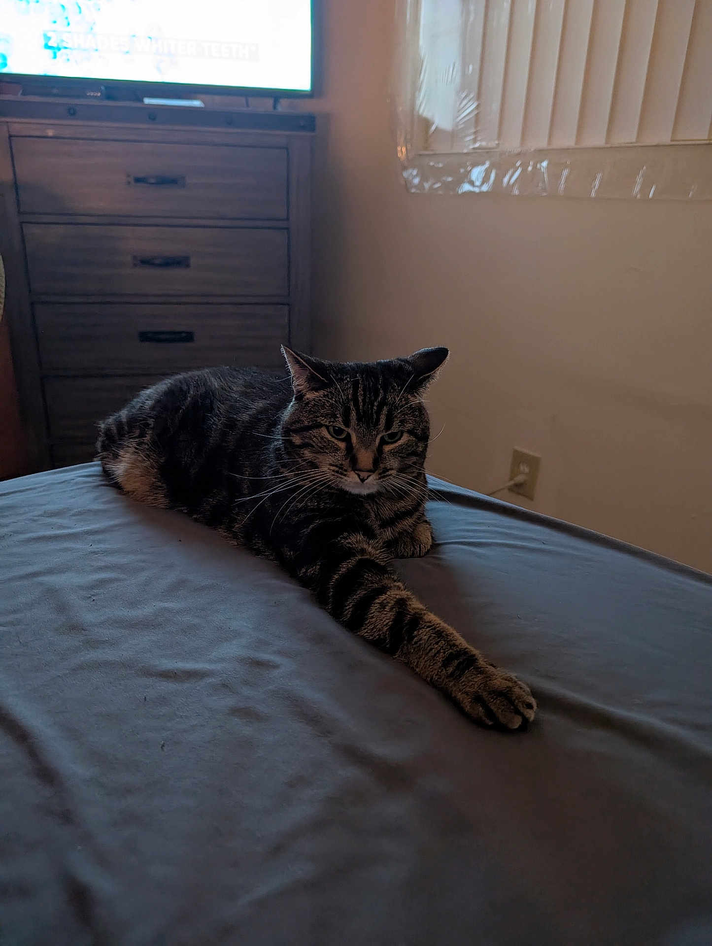 Myah is registered to the contest to win money with this photo: animal, bed, cat, claws, drapes, dresser, fur, furniture, home, indoor, living_room, paw, pet, relaxed, resting, striped, tabby_cat, television, whiskers, window