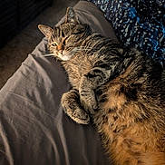 Myah joined the competition — help win amazing prizes! animal, bed, cat, closeup, comfort, cozy, cute, feline, fur, indoor, mammal, paw, pet, relaxed, resting, shadow, sleeping, sunlight, tabby, whiskers