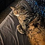 animal, bed, cat, closeup, comfort, cozy, cute, feline, fur, indoor, mammal, paw, pet, relaxed, resting, shadow, sleeping, sunlight, tabby, whiskers