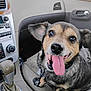 animal, canine, car_interior, close_up, collar, companion, dashboard, dog, domestic_animal, door_handle, gear_shift, happy, leather_seat, looking_up, pet, seat, seatbelt_buckle, smiling, tongue_out, window