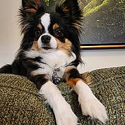 Bailey Rae joined the competition — help win amazing prizes! dog, pet, tri_color, fluffy, couch, indoor, portrait, ears, eyes, fur, animal, relaxed, green, texture, painting, home, furniture, close_up, resting, companion