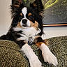 dog, pet, tri_color, fluffy, couch, indoor, portrait, ears, eyes, fur, animal, relaxed, green, texture, painting, home, furniture, close_up, resting, companion