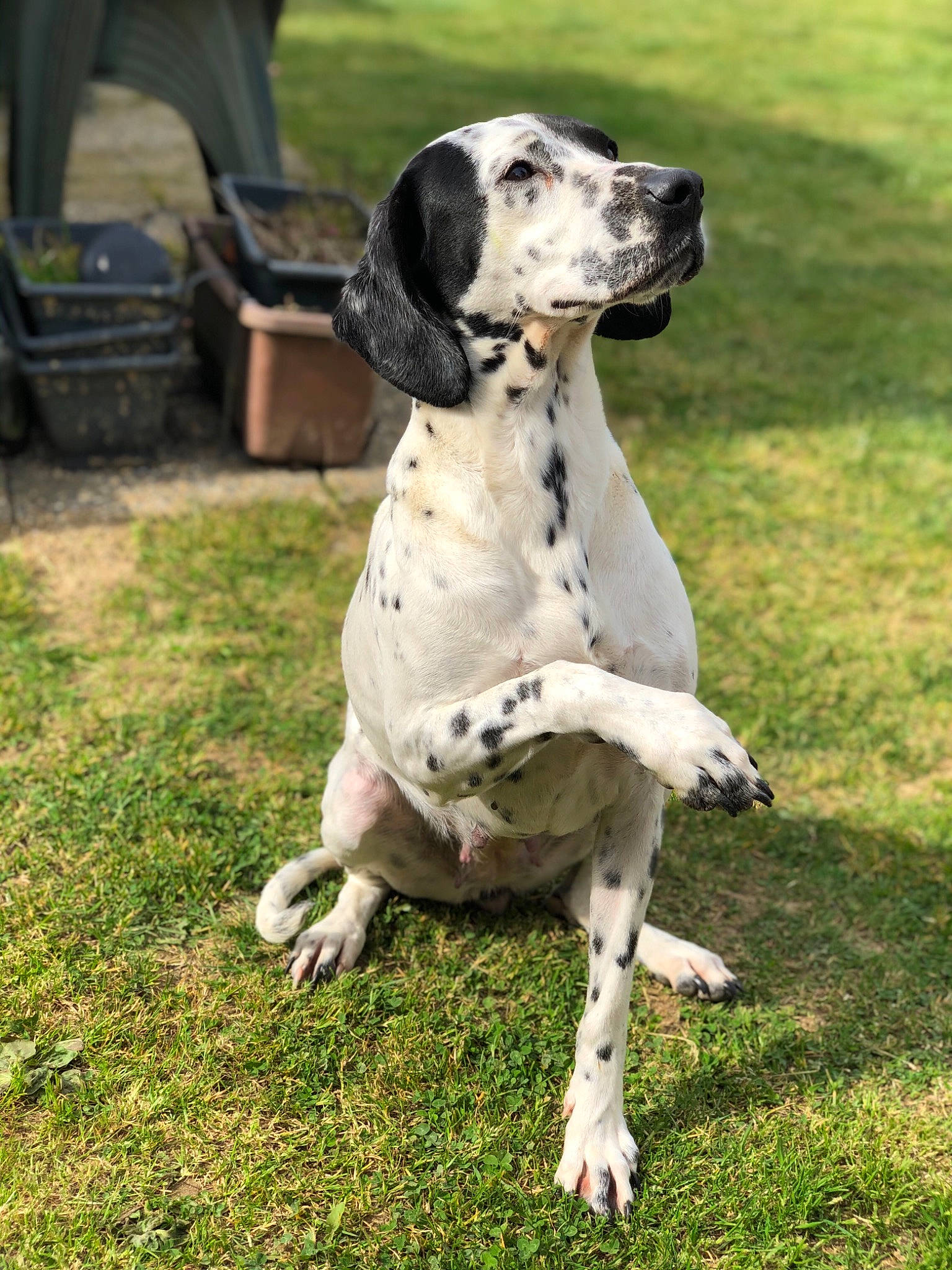 Candy participe au concours pour gagner de l'argent avec cette photo : carnivore, collar, companion_dog, dalmatian, dog, dog_breed, dog_collar, fawn, grass, guard_dog, gun_dog, hunting_dog, mammal, non_sporting_group, snout, vertebrate, working_animal, working_dog