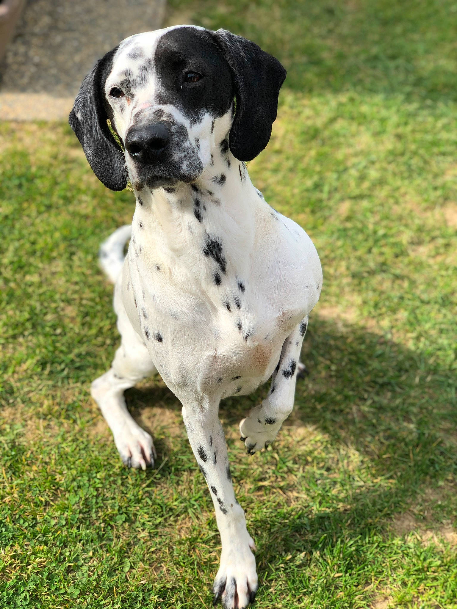 Candy participe au concours pour gagner de l'argent avec cette photo : canidae, carnivore, companion_dog, dalmatian, dog, dog_breed, fawn, fur, grass, gun_dog, hunting_dog, non_sporting_group, snout, sporting_group, tail, terrestrial_animal, working_animal, working_dog