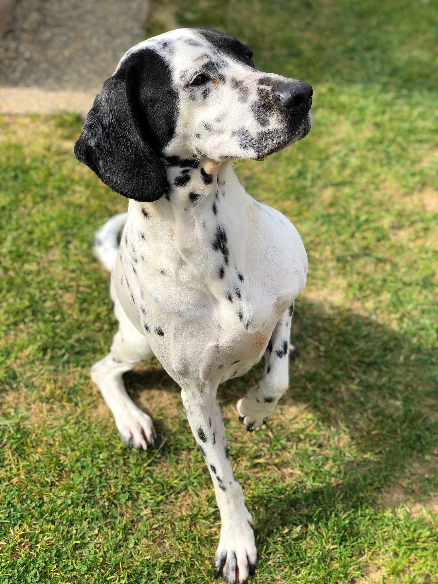 Candy a rejoint le concours — aidez-le/la à gagner de superbes lots ! canidae, carnivore, companion_dog, dalmatian, dog, dog_breed, fawn, grass, gun_dog, hunting_dog, non_sporting_group, snout, sporting_group, terrestrial_animal, working_animal, working_dog