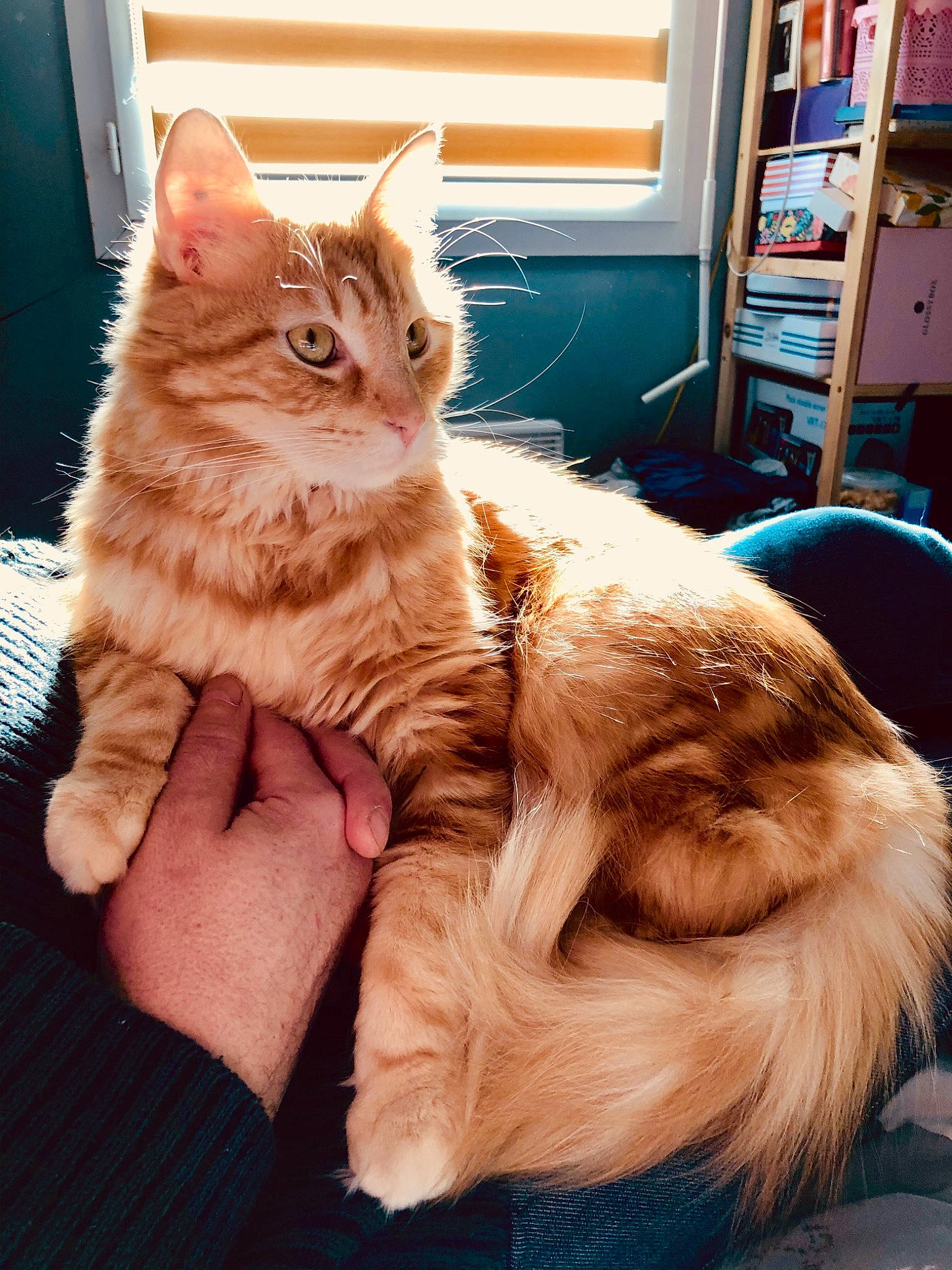 Pompon a rejoint le concours — aidez-le/la à gagner de superbes lots ! bookcase, carnivore, cat, claw, comfort, domestic_short_haired_cat, ear, fawn, felidae, fur, gesture, hand, paw, shelf, shelving, small_to_medium_sized_cats, snout, tail, whiskers, window