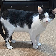 Tux joined the competition — help win amazing prizes! cat, black_and_white, indoor, carpet, furniture, dresser, pet, animal, whiskers, ears, floor, domestic, cute, standing, looking, curious, fur, tail, paws, green_eyes