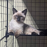 Blue is registered to the contest to win money with this photo: cat, siamese_cat, pet, feline, animal, cage, wire_shelf, indoor, resting, paw, fur, whiskers, blue_eyes, shadow, light, grid, metal, calm, relaxed, portrait