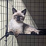 cat, siamese_cat, pet, feline, animal, cage, wire_shelf, indoor, resting, paw, fur, whiskers, blue_eyes, shadow, light, grid, metal, calm, relaxed, portrait
