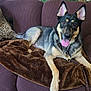 dog, german_shepherd, couch, blanket, pillow, leopard_print, indoor, pet, canine, fur, tongue_out, ears_up, relaxed, living_room, chain_collar, rope_toy, brown, purple, comfort, happy