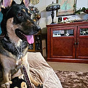 Zarah is registered to the contest to win money with this photo: dog, german_shepherd, stuffed_toy, leash, blanket, couch, carpet, cabinet, lamp, portrait, wall_art, indoor, pet, animal, tongue_out, fur, ears, nostalgic, vintage, home_decor