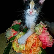 Gouda joined the competition — help win amazing prizes! kitten, cat, flowers, bouquet, artificial_flowers, pet, animal, cute, whiskers, fur, curious, indoor, closeup, colorful, green_leaves, pink, orange, yellow, white, table