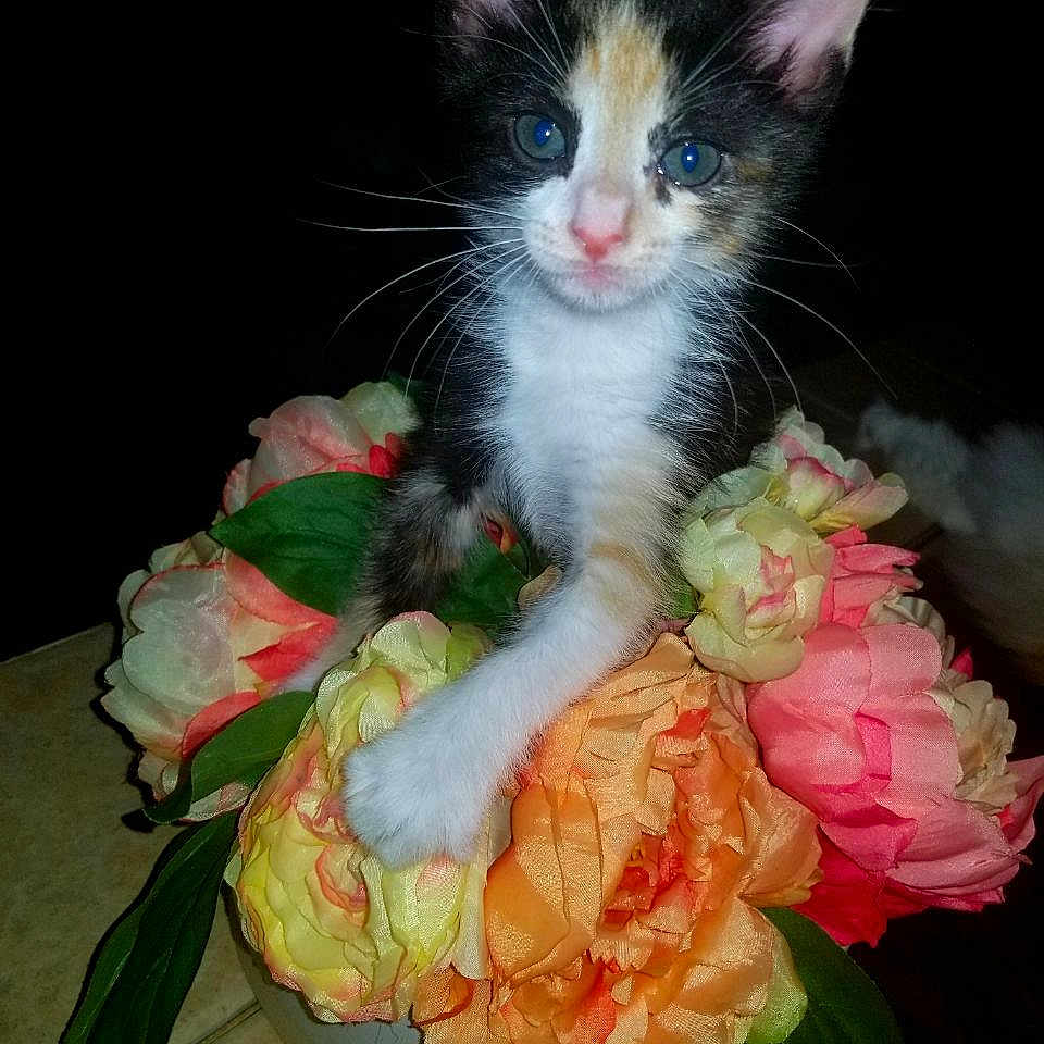 Gouda joined the competition — help win amazing prizes! animal, artificial_flowers, bouquet, cat, closeup, colorful, curious, cute, flowers, fur, green_leaves, indoor, kitten, orange, pet, pink, table, whiskers, white, yellow