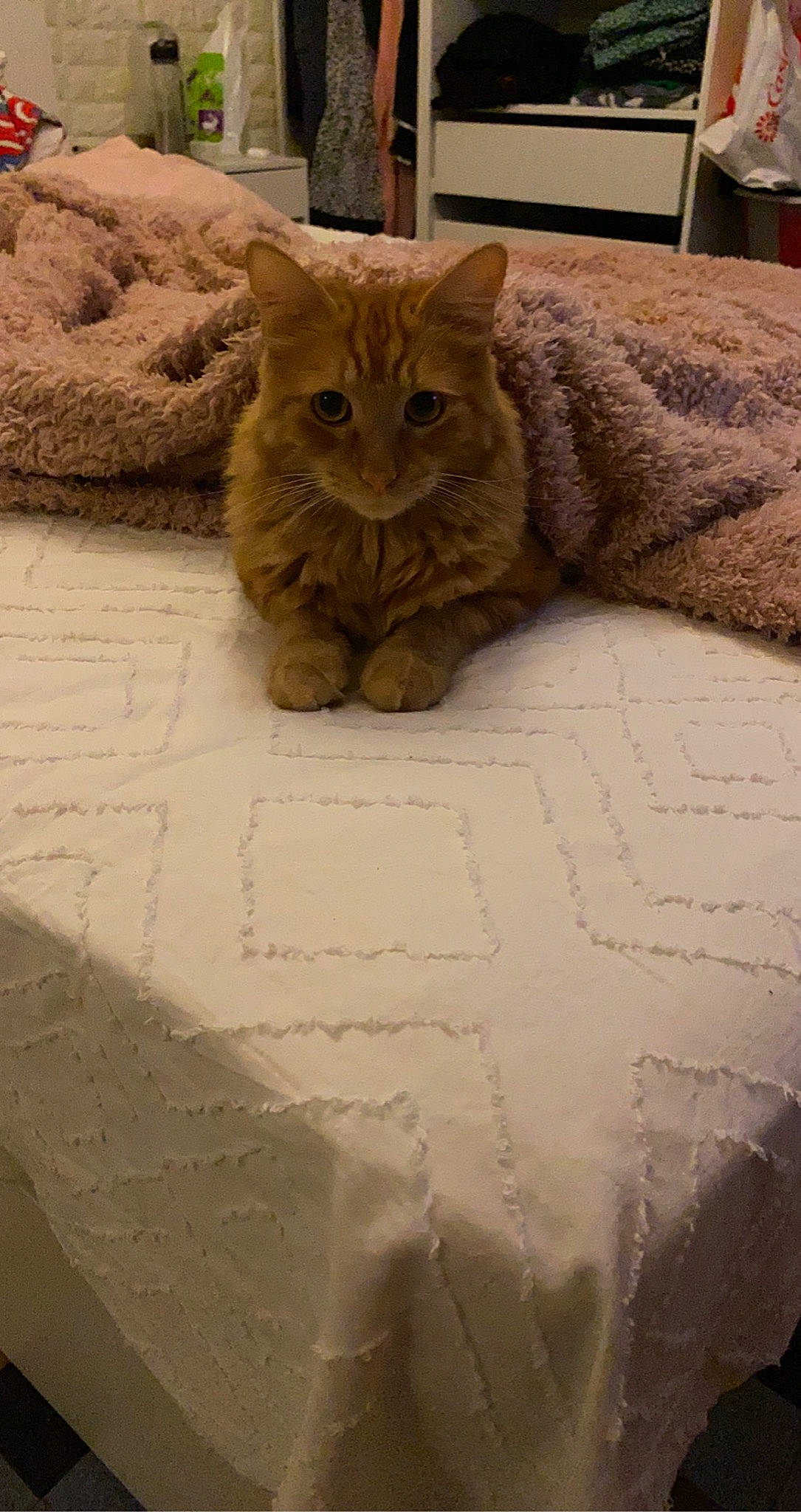 Sanji a rejoint le concours — aidez-le/la à gagner de superbes lots ! asian, australian_mist, british_semi_longhair, british_shorthair, carnivore, cat, domestic_short_haired_cat, european_shorthair, fawn, felidae, fur, kitten, linens, mammal, skin, small_to_medium_sized_cats, tabby_cat, textile, whiskers